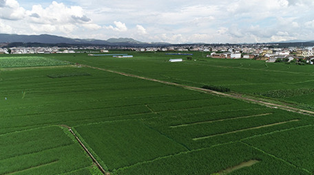 航拍保山万亩水稻风景超清视频素材