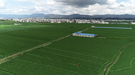 航拍保山万亩水稻风景超清视频素材