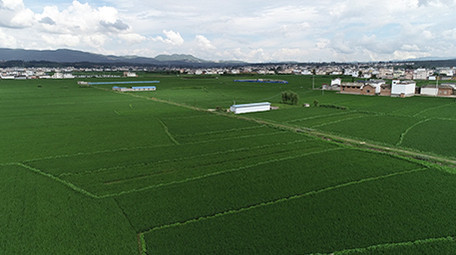 航拍保山万亩水稻风景超清视频素材