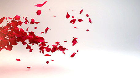 玫瑰花瓣妇女节片头展示AE模版