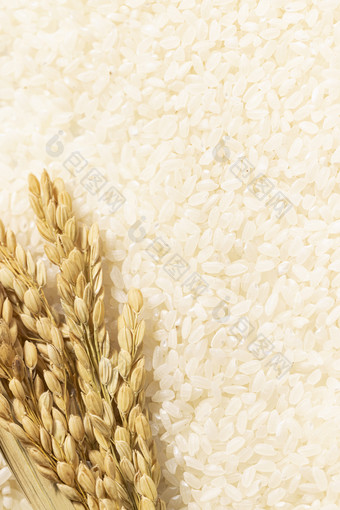 稻穗大米粮食素材