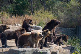 动物园中的<strong>棕熊</strong>