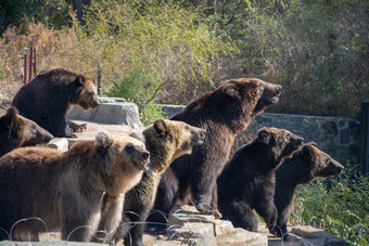 动物园中的棕熊