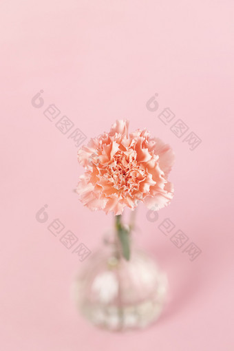 粉色康乃馨白色背景