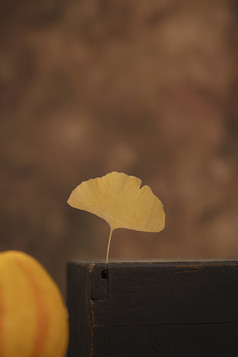 秋季落叶银杏叶图片
