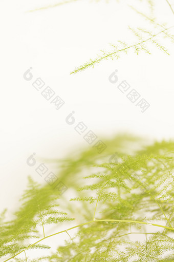 文竹植物白色背景