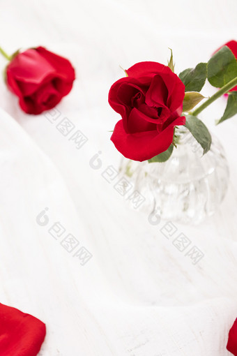 红玫瑰白色背景
