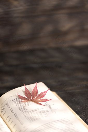 秋天光影中的图书与枫叶