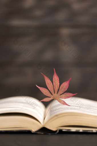 枫叶与打开的书本温暖秋天