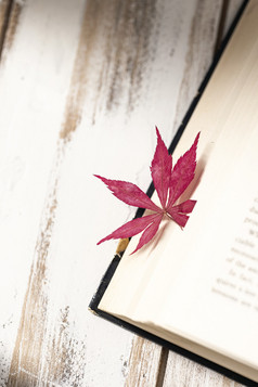 枫叶图书秋天温暖光影图片