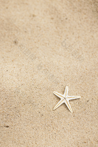<strong>夏日</strong>沙滩上的小海星