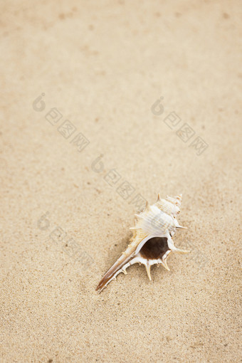 夏天沙滩上的小海螺