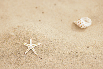 小海星小贝壳夏天沙滩图片