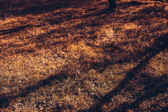 秋季阳光午后的草地光影