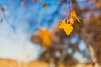 秋季桦树的金色叶片