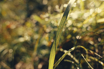 秋季清晨逆光下的草叶露珠