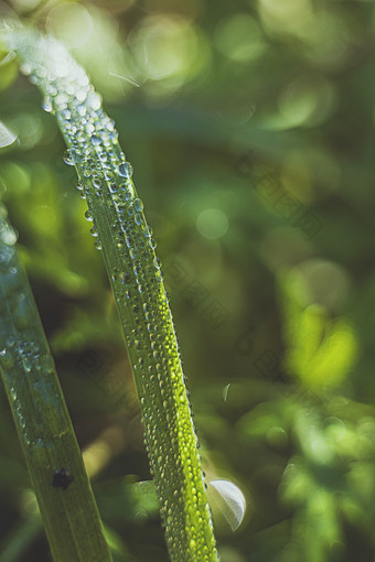 小雨过后沾满水滴青草