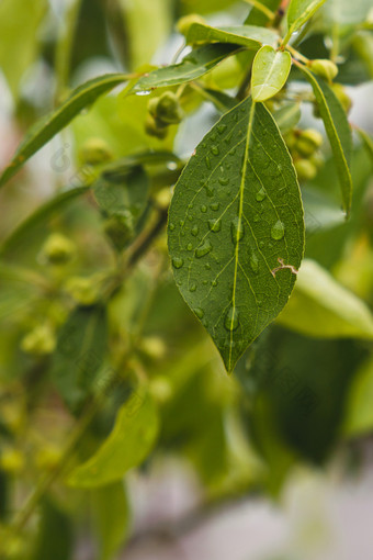 初秋雨后的树叶雨水