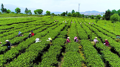 航拍众人采茶震撼场面超清视频素材