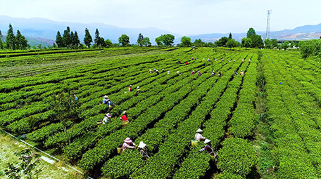 航拍众人采茶震撼场面超清视频素材