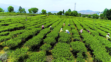 航拍众人采茶震撼场面超清视频素材