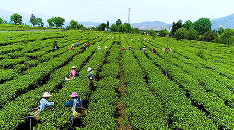 航拍众人采茶震撼场面超清视频素材