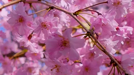 春天美丽樱花高清实拍
