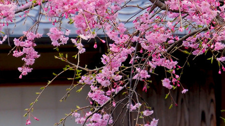 春天美丽樱花高清实拍