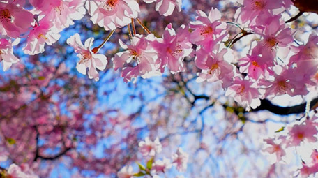 春天美丽樱花高清实拍