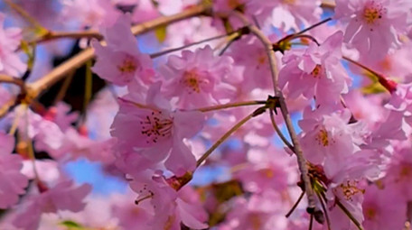 春天美丽樱花高清实拍
