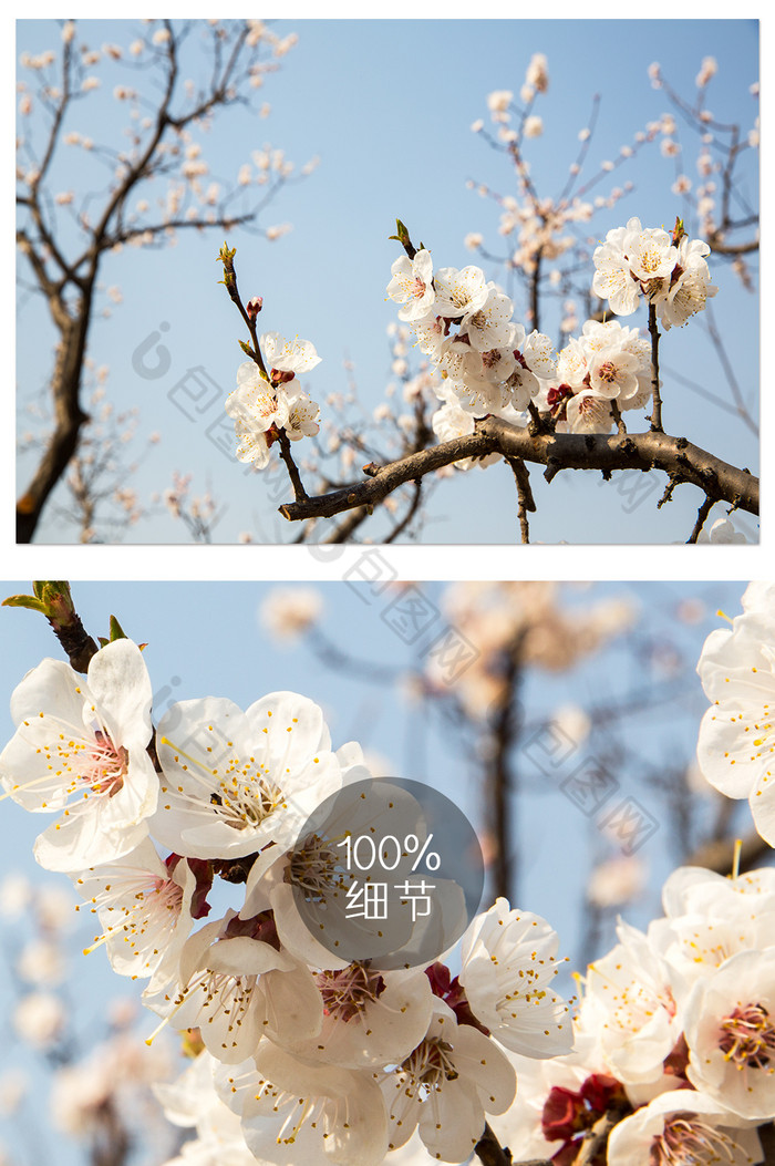春天桃花摄影图片图片
