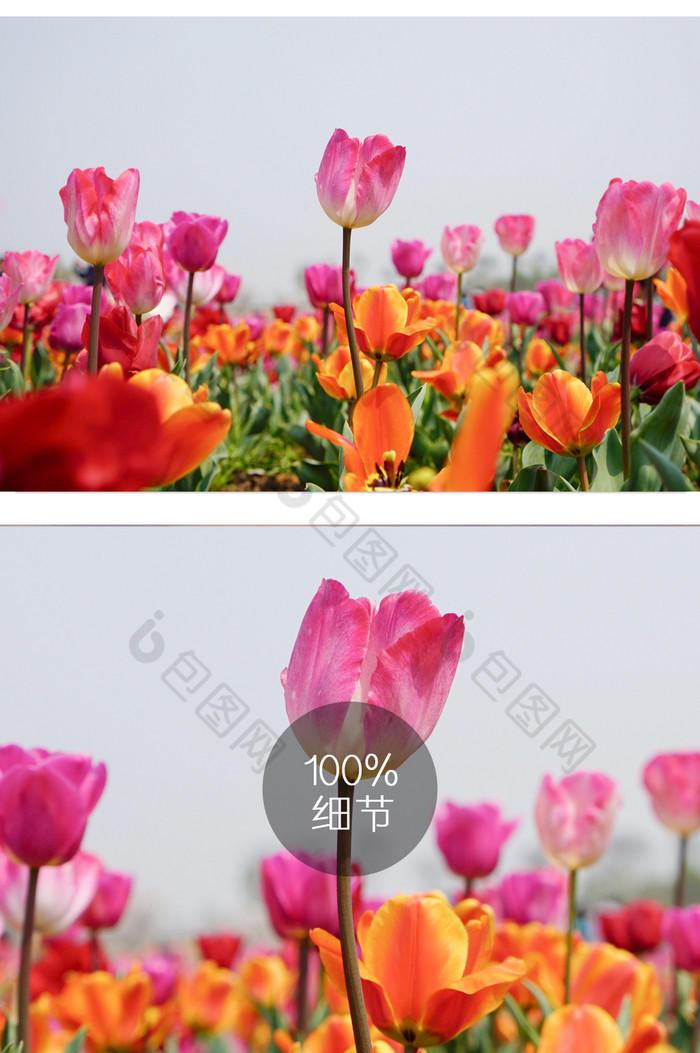 郁金香花卉摄影图片2图片图片