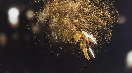 4K金色粒子蝴蝶LOGO片头 AE模板