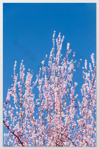 春天的樱花花枝群图片