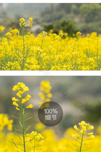 春季油菜花摄影图片