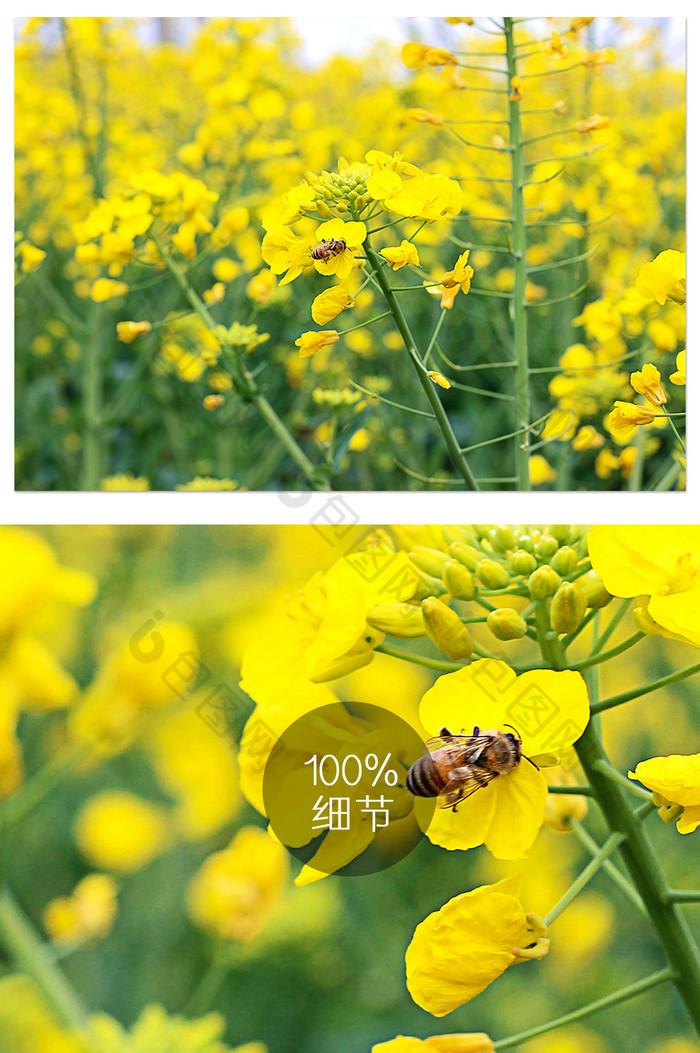 春天小清新油菜花地蜜蜂采蜜摄影图片图片