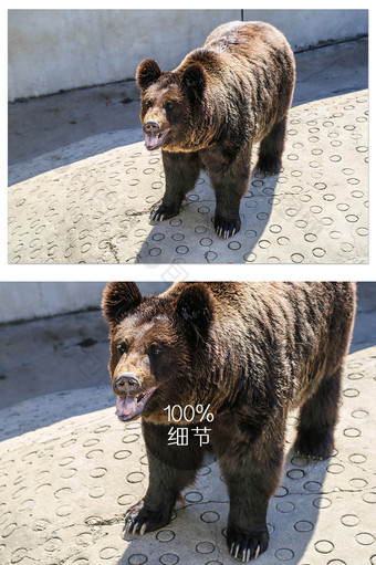 大气凶猛棕熊摄影图图片