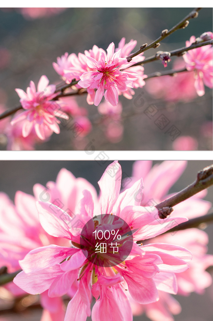 春季桃花鲜花盛开摄影图图片图片