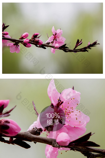 粉色花树摄影图片