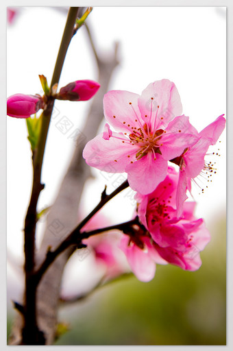 粉红色桃花摄影图片