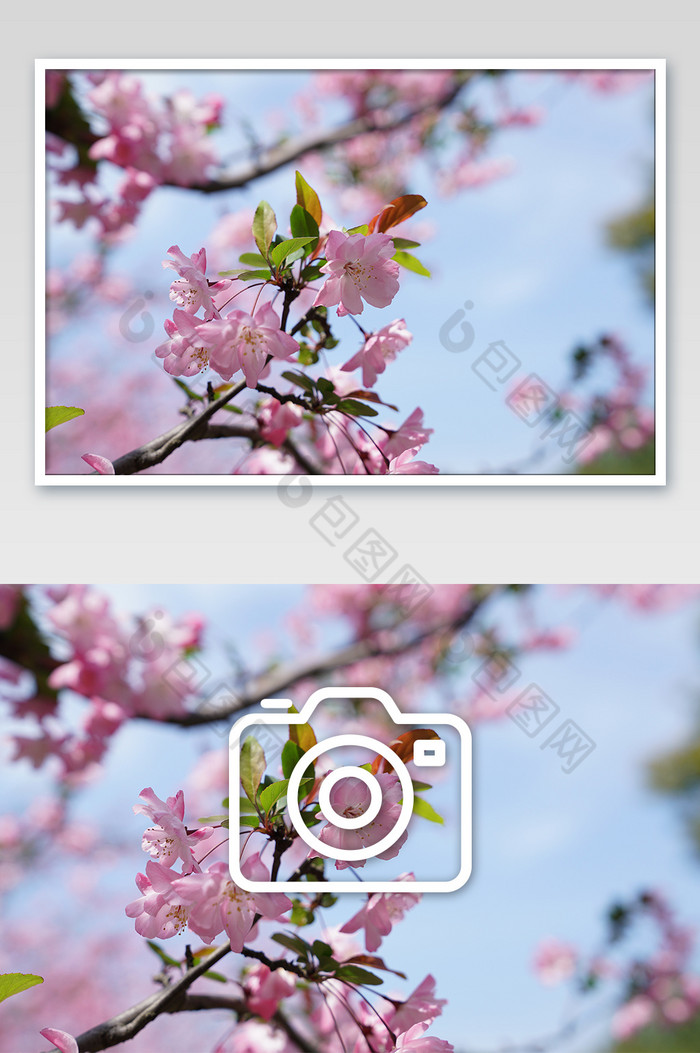 开满枝头的粉红色海棠图片图片