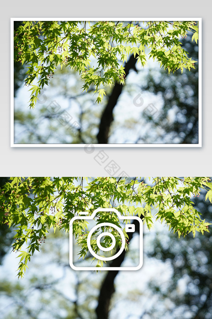 绿色的枫树叶在阳光下发亮图片图片