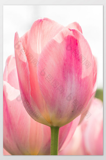 郁金香花卉摄影图片4图片