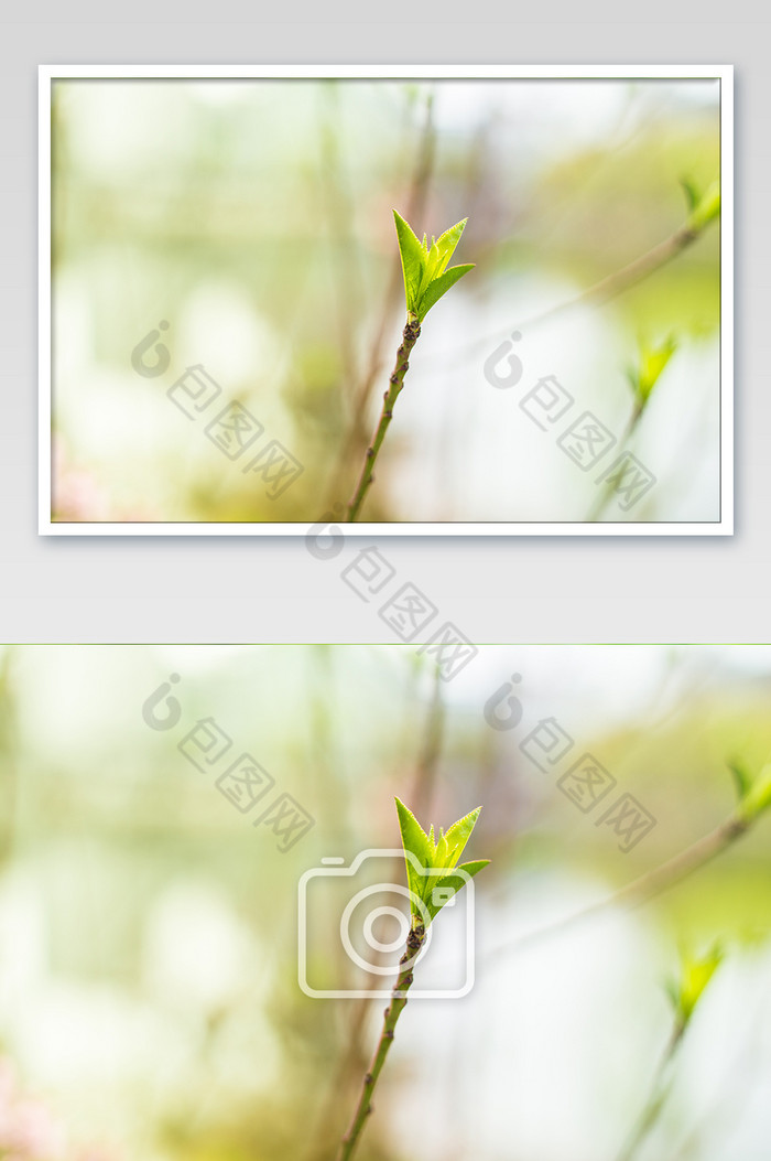 唯美春天绿色植物摄影图图片图片