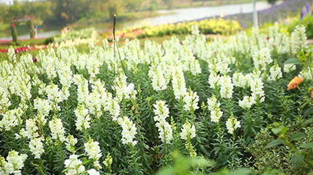 美丽的七彩花海海洋