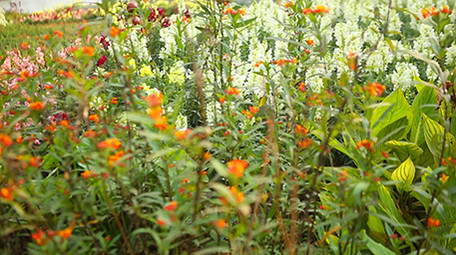 美丽的七彩花海海洋