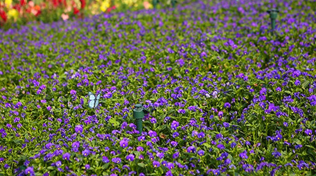美丽的七彩花海海洋