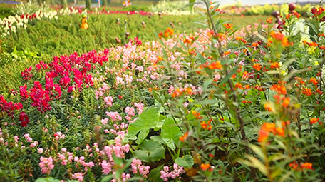 美丽的七彩花海海洋