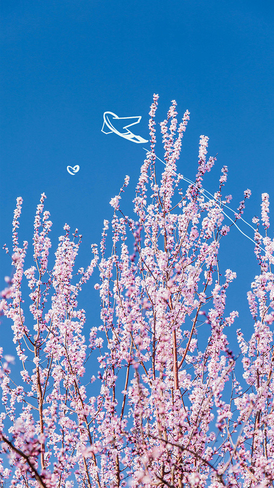 春天的樱花花枝群创意摄影插画gif图片