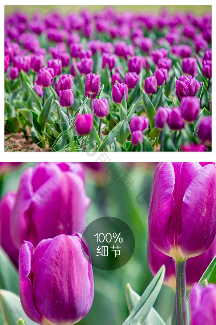 紫色郁金香摄影图片图片